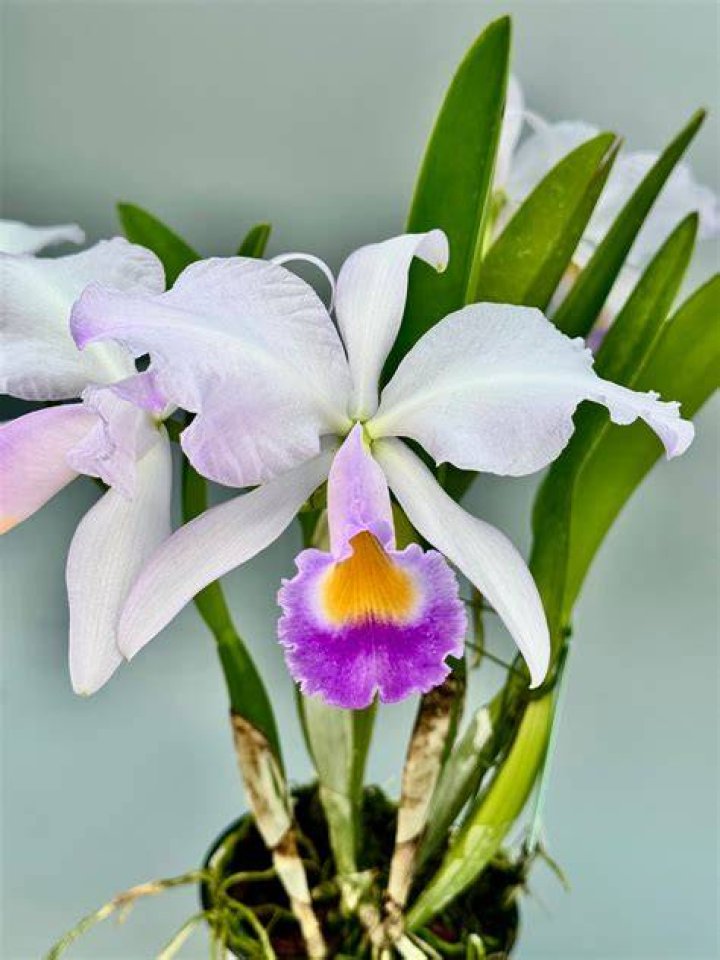 Prinses Cattleya
