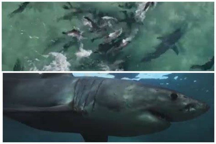 “Probably a Shark Chasing It”: Netizens Suspect Danger as Seal Rushes on Top of
a Surfboard, Leaving Beachgoers Shell Shocked