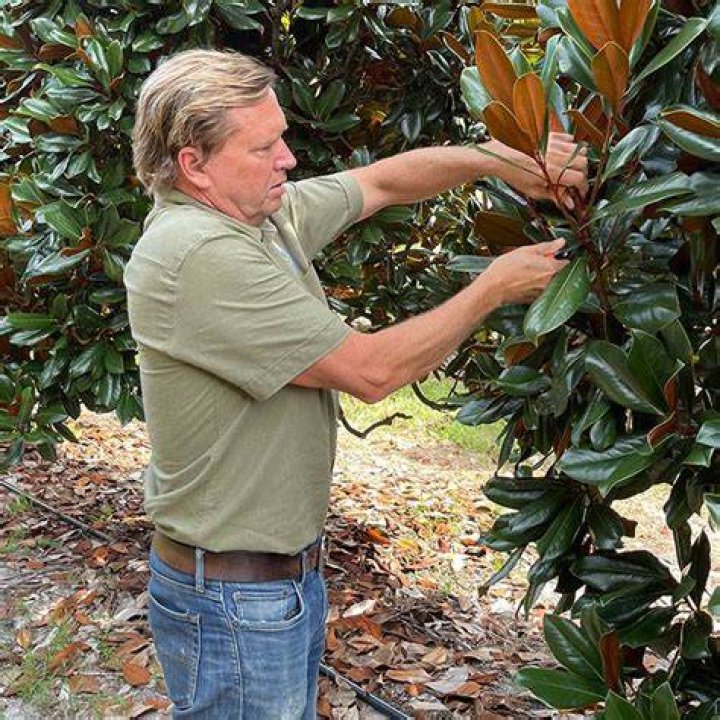 Pruning A Magnolia Tree