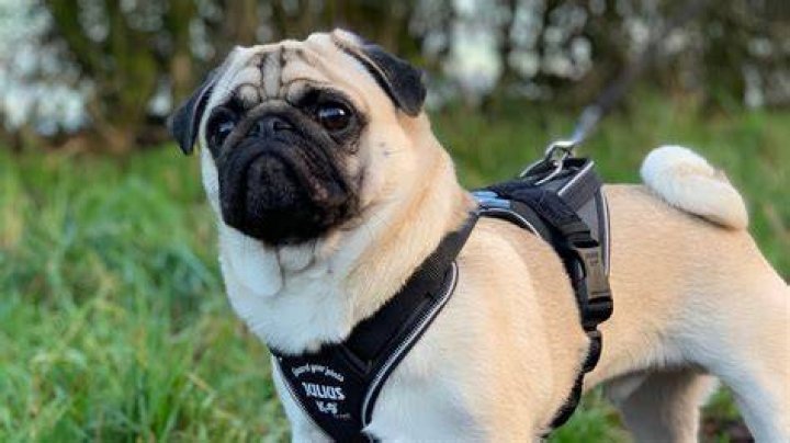 pug in a harness