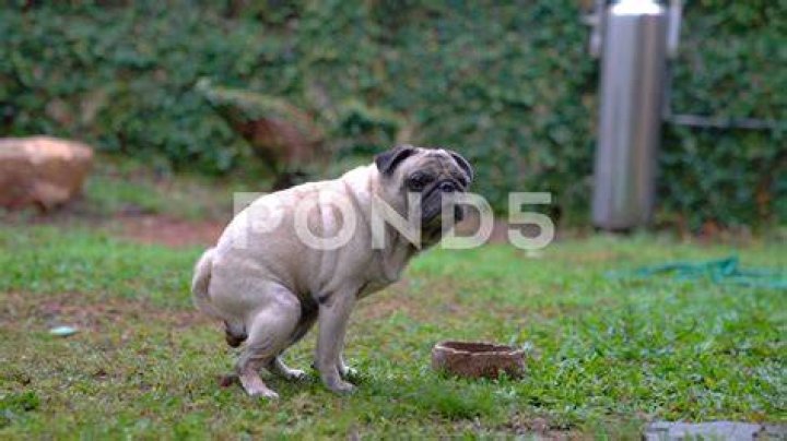 pug pooping