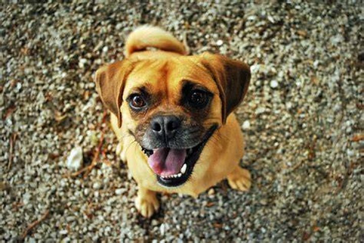 Puggle dog outdoor portrait