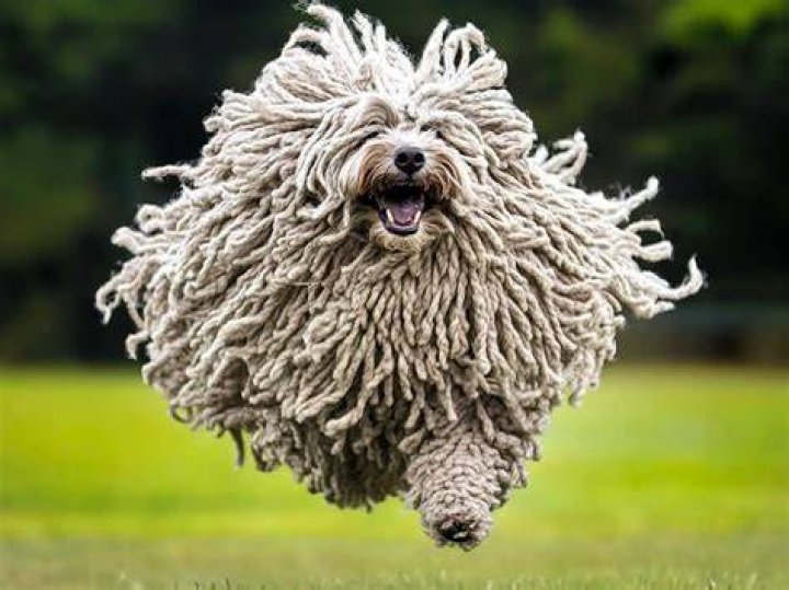 Puli