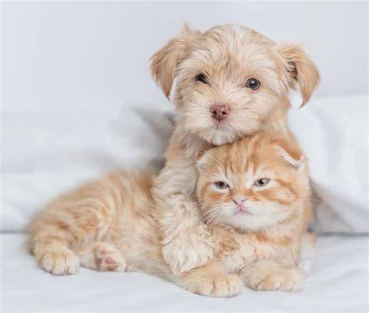 Puppy and Kitten Care in 95757 Franklin Ranch Pet Hospital