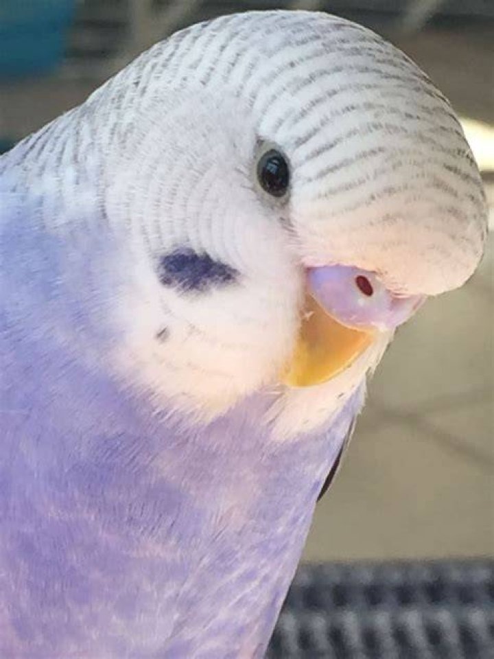 Purple Parakeet