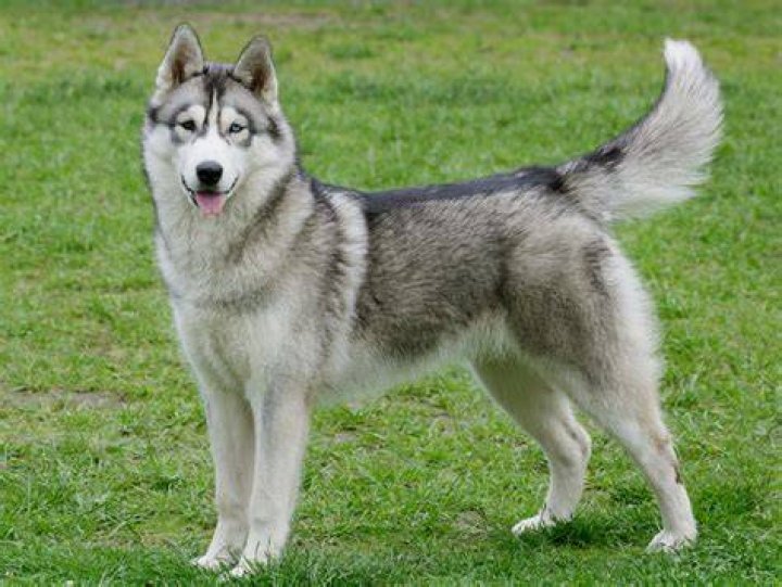 Pyrenees Husky standing outdoor
