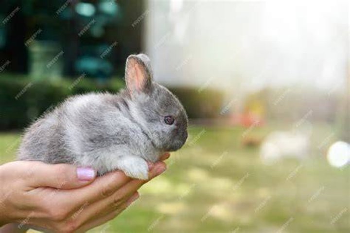 rabbit being cuddled
