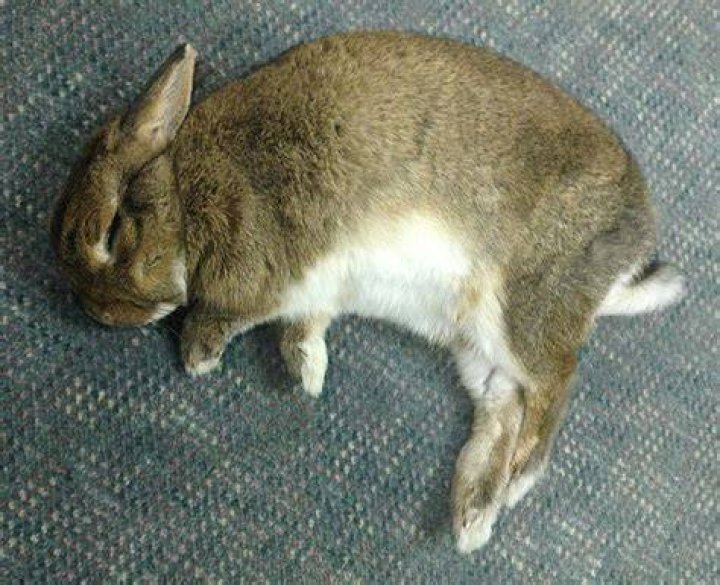 rabbit flopping on its bed