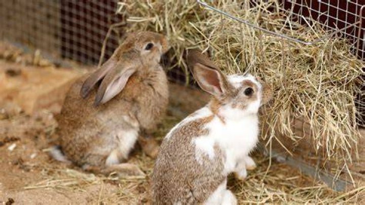 rabbit on hay grass