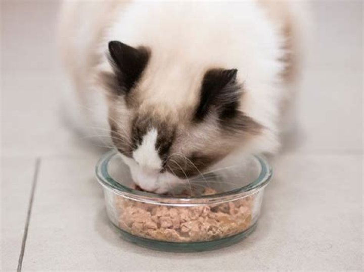 ragdoll cat eating cat food