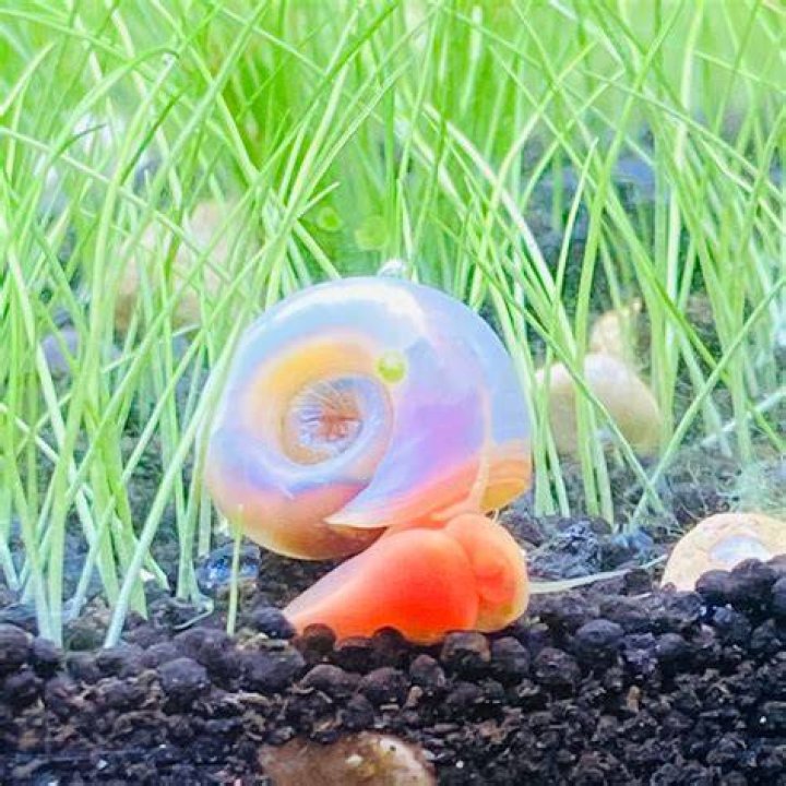 Ramshorn Snails Online Shopping Guide: Blue, Brown, Pink & More
