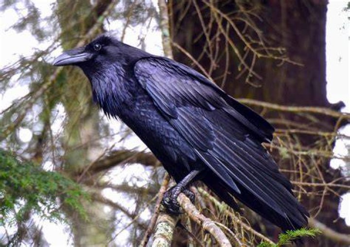 raven