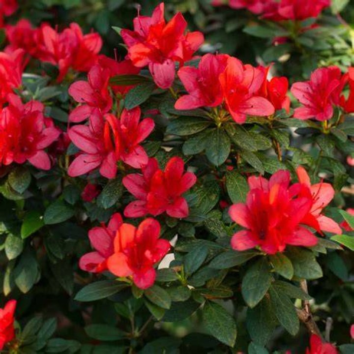 red azalea flowers