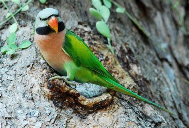 Red breasted (moustached) parakeet