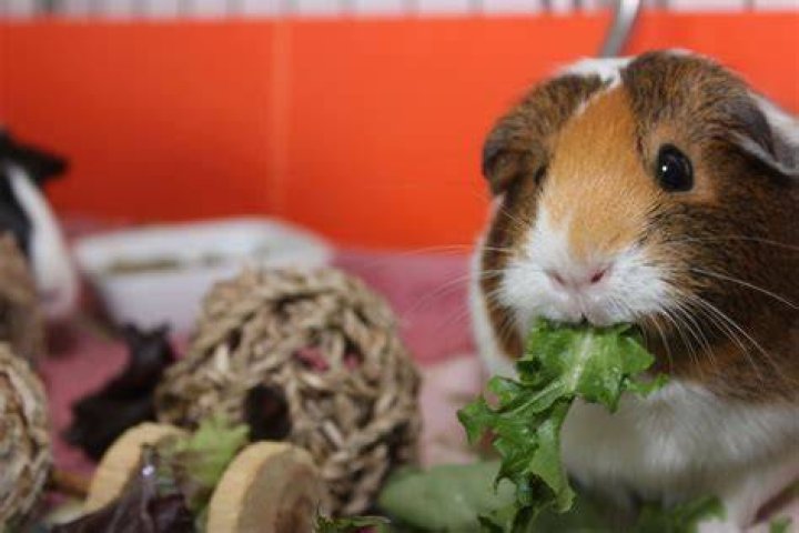 Red Guinea Pig eating Bamboo_Joline Greim_shutterstock