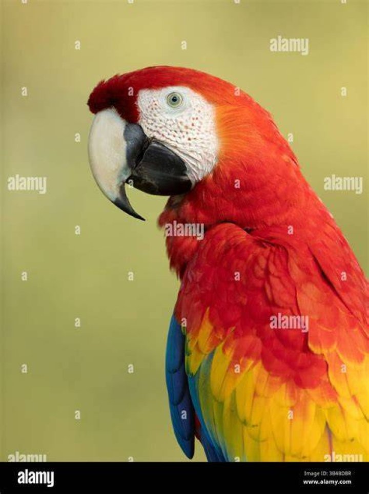 Red Macaw in the cage_SingerGM_Shutterstock