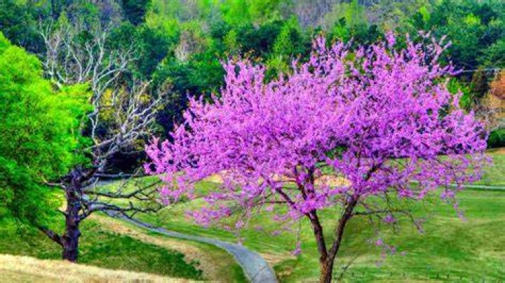 Redbud Trees