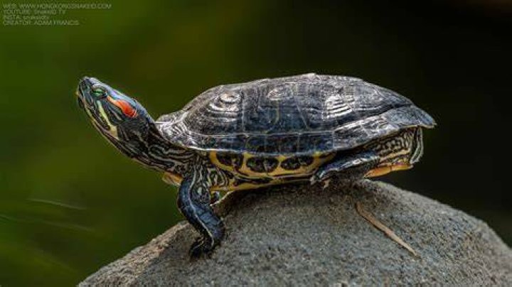 Red-eared Slider (Trachemys scripta elegans) in an aquarium behind glass