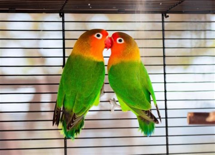 Red-Faced Lovebirds