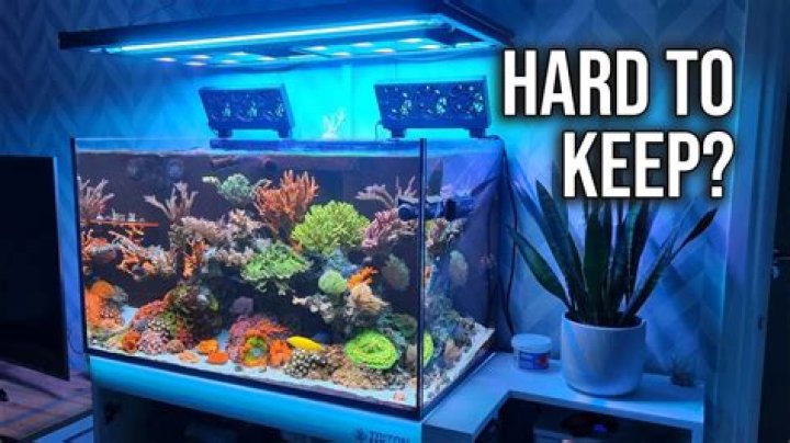 Reef Tank Maintenance