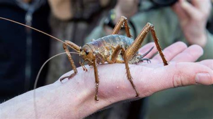 Return of the giants: More giant wētā released in the Bay of Islands