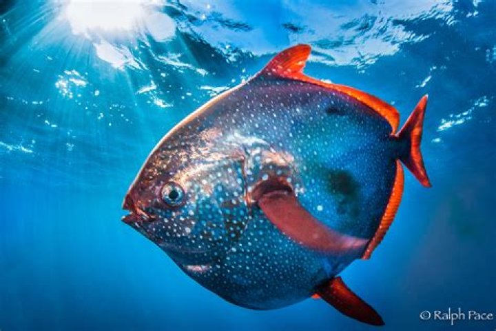Revealed: the world's first warm-blooded fish - and we've been eating it for years