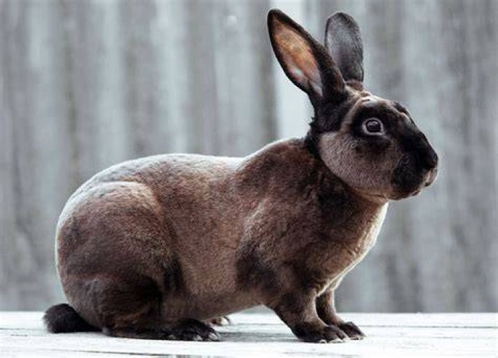 Rex Rabbit: Care, Pictures, Temperament, Habitat & Traits