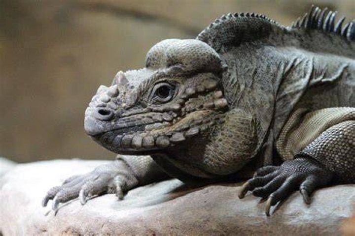 Rhinoceros Iguanas