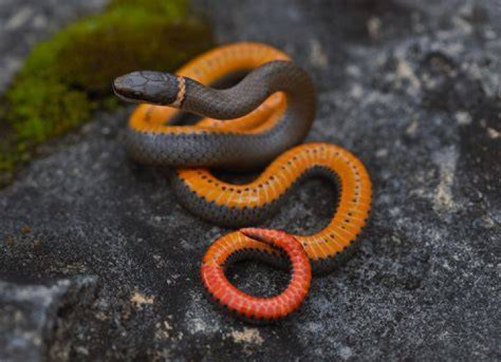 Ring-necked snake