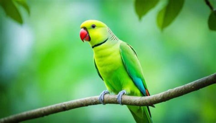 Rose Ringed Parakeet side view_Pixabay