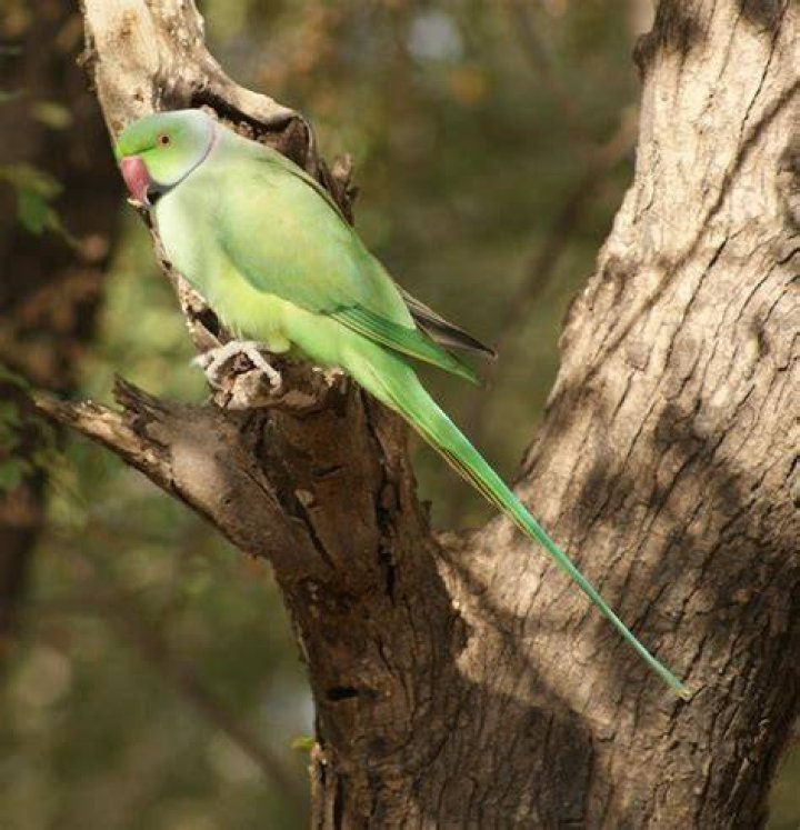 Rose-Ringed Parakeet