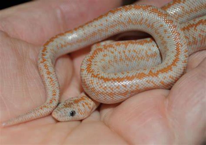 Rosy Boa snake