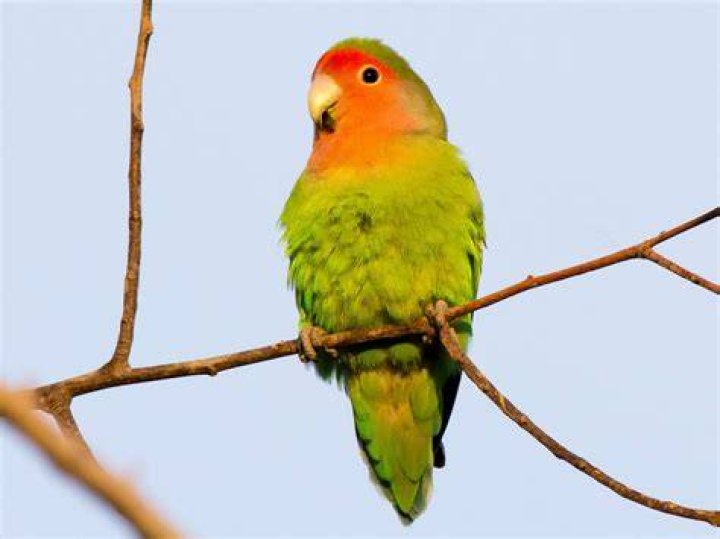 rosy faced lovebird