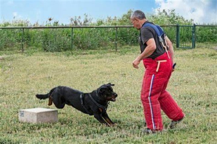 Rottweiler training