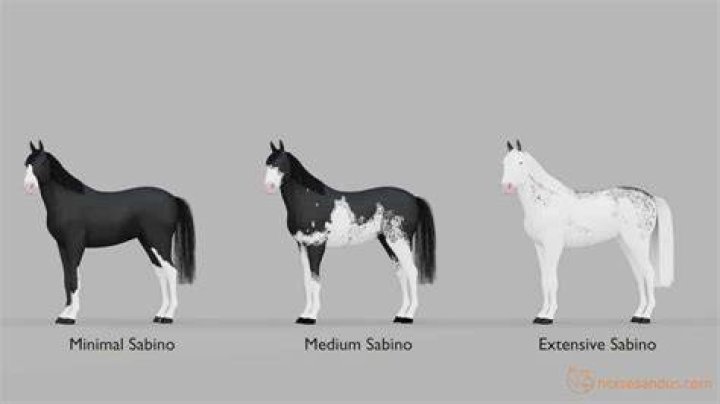 sabino horse