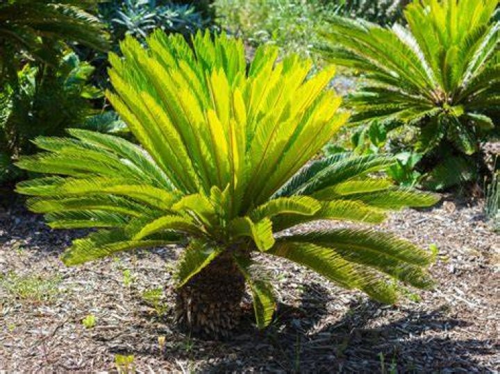 sago palm
