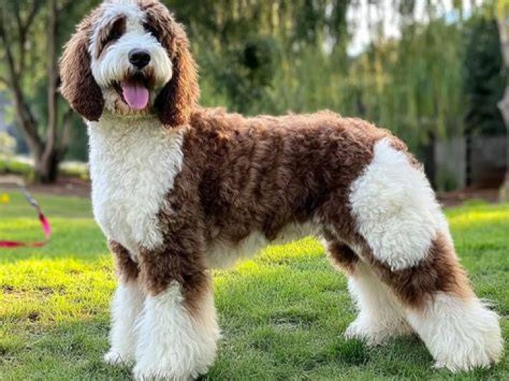 Saint Berdoodle