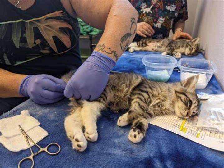 Salem Friends of Felines expands spay, neuter clinic to confront cat