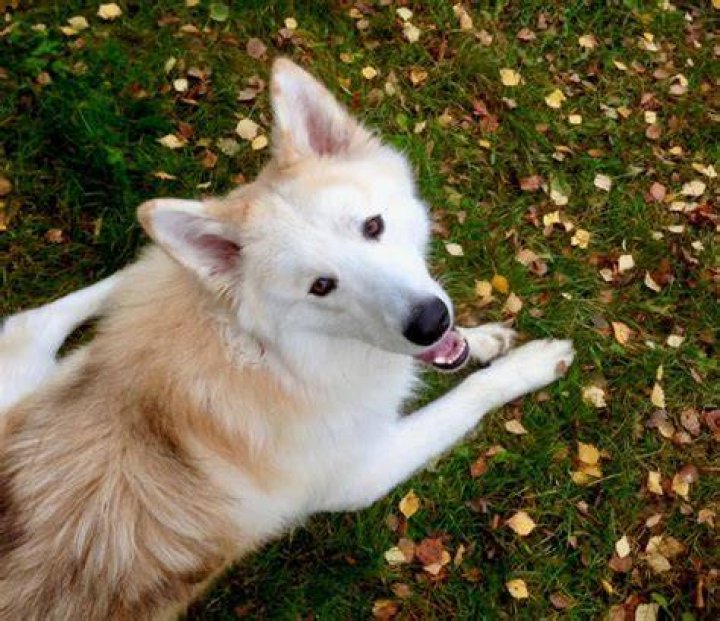Samusky lying on grass looking up
