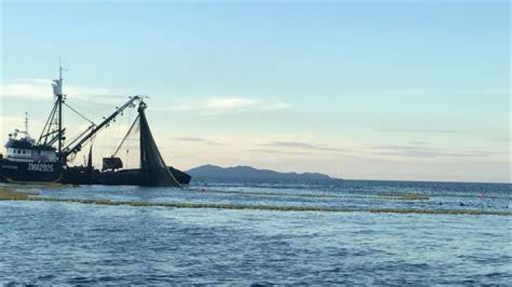 Sanford vessel skipper's dolphin-saving decision applauded