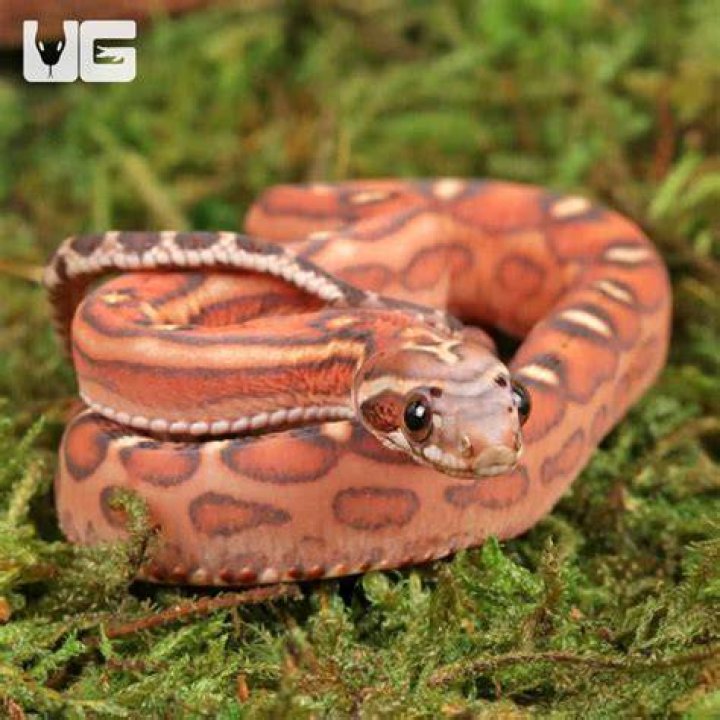 Scaleless Corn Snake