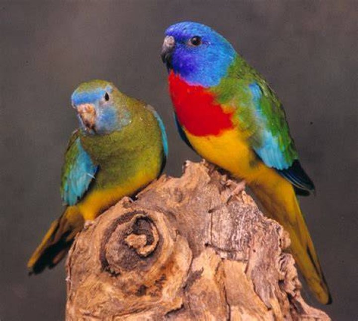 Scarlet Crested Parakeet