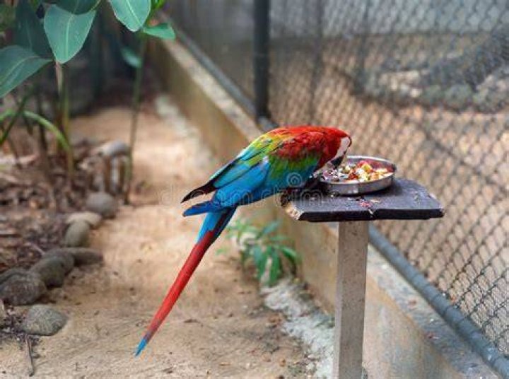 scarlet macaw eating