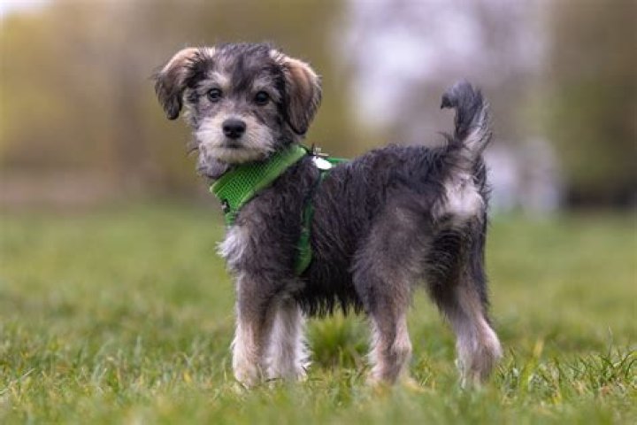Schnoodle dog