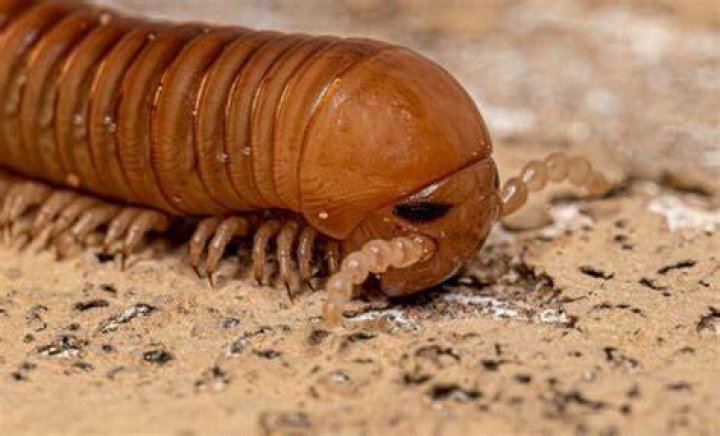 Scientists have found a 'faceless fish'. Photo / ABC