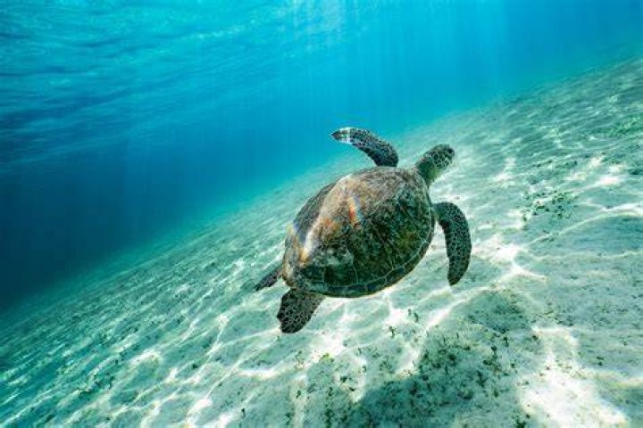 Sea turtle underwater