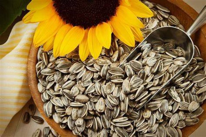 semillas de girasol