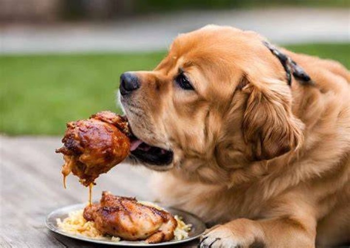 senior dog eating chicken