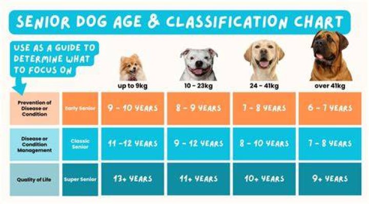 senior dog