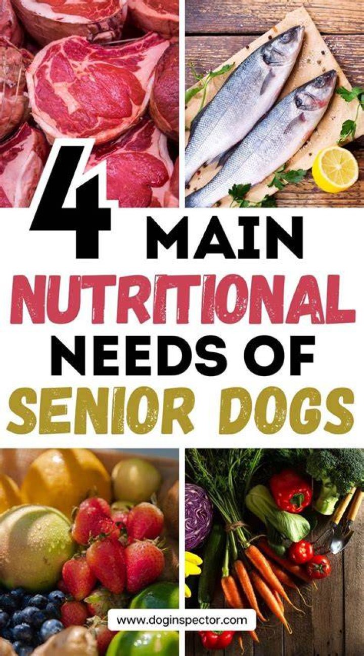 Senior Dogs: Diet & Nutritional Needs (2024 Guide)